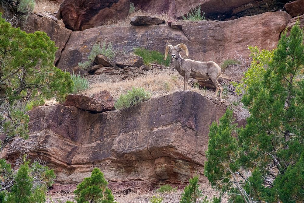 Big horn ram on cliff-Dinosaur National Monument-Utah-USA